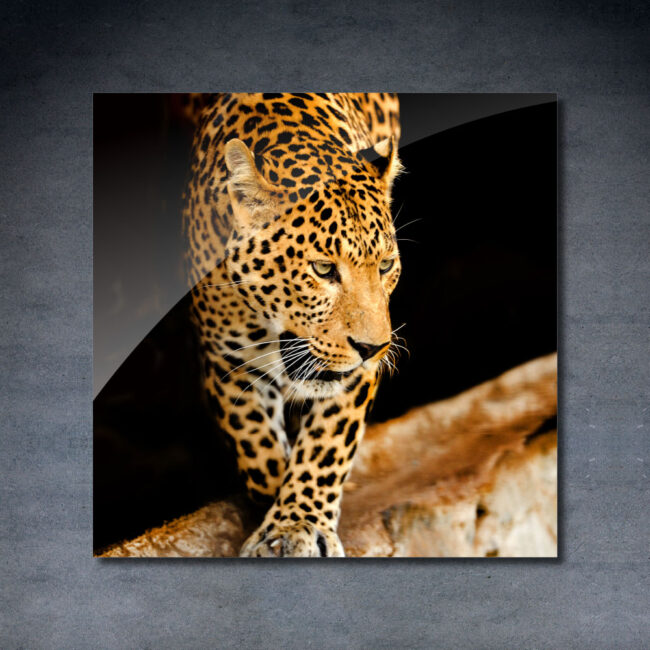 Leopard quadratisch